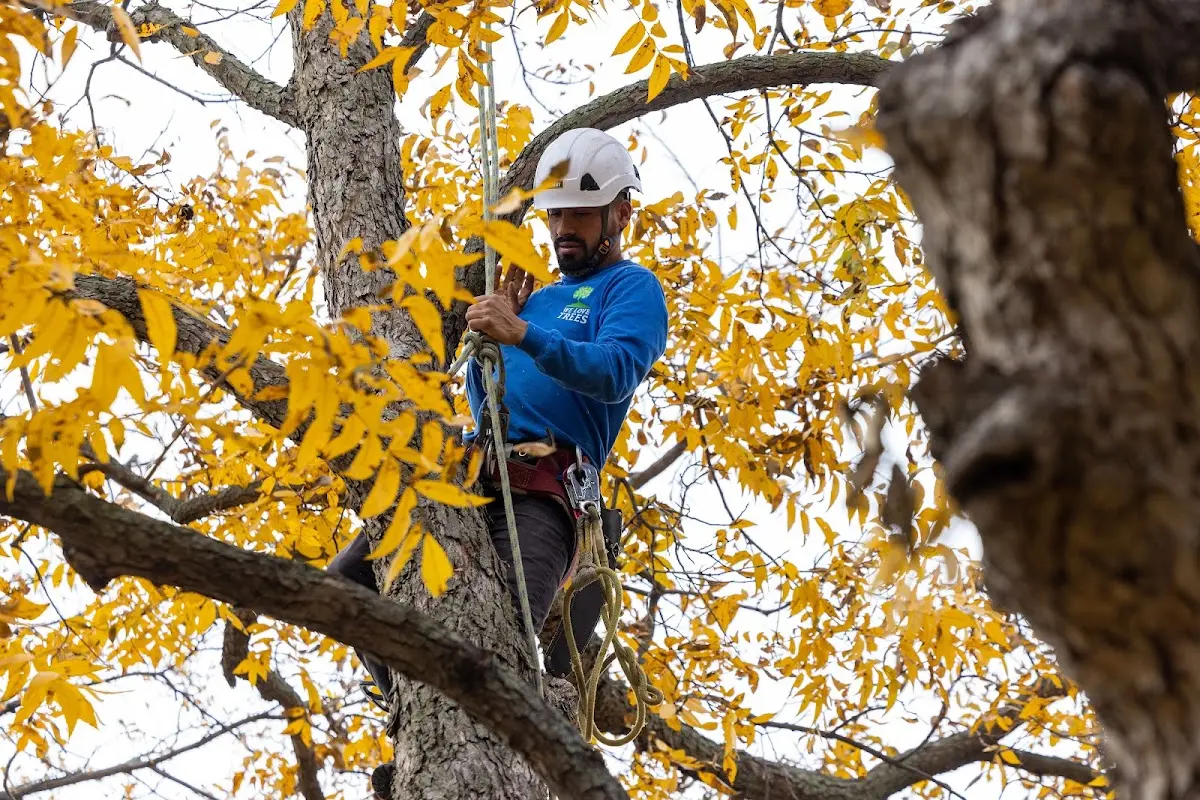 Skilled Tree Planting crew working in Medina