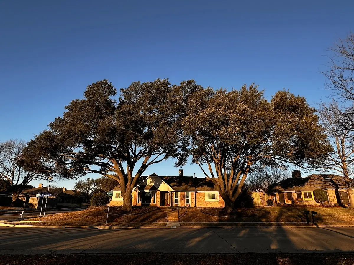 Established residential canopy tree shading a home in Medina